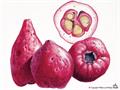 Antidesma dallachyanum